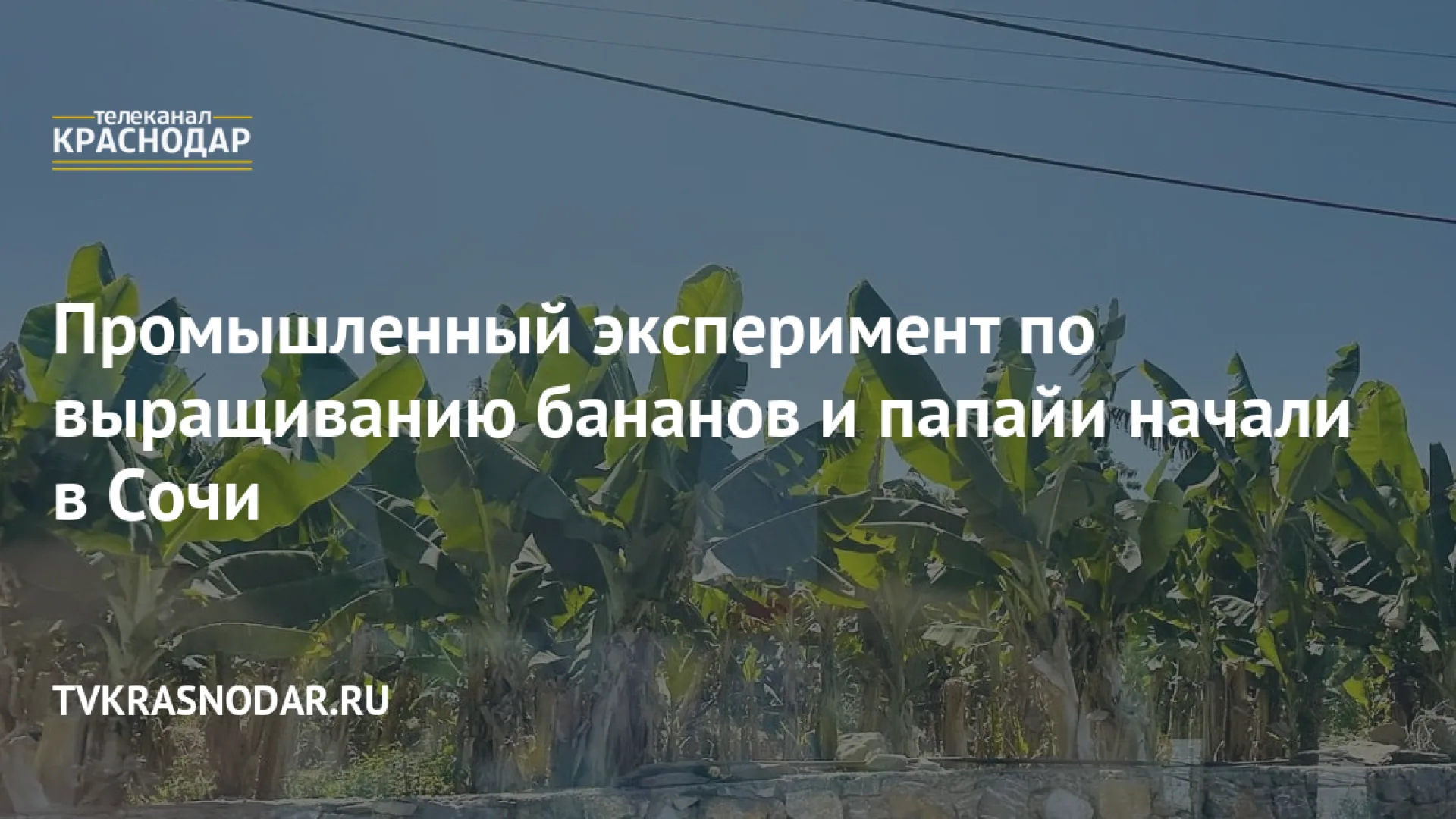 В Сочи собрали первый урожай бананов, папайи и питахайи из отечественных теплиц
