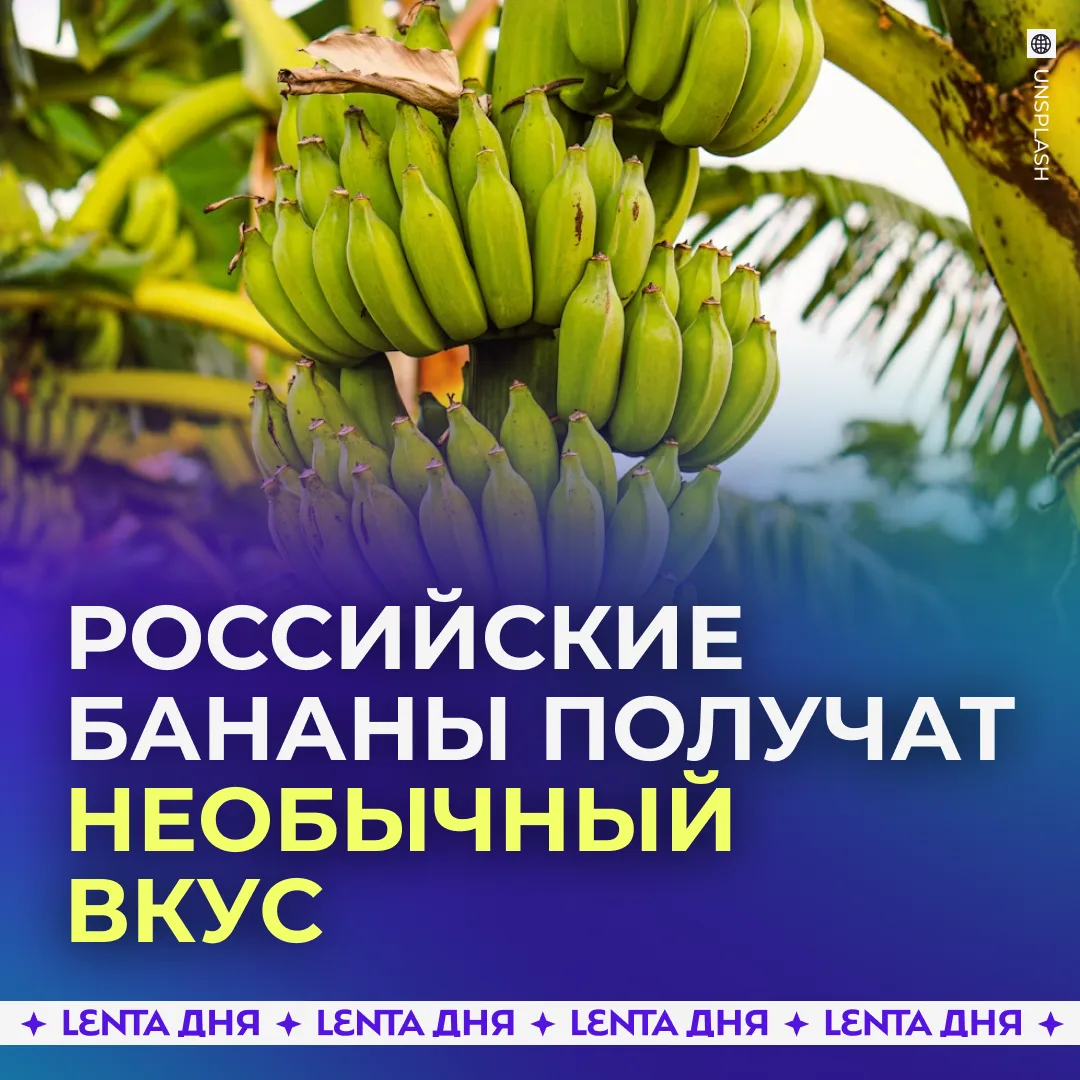 В России начнут выращивать бананы со вкусом мороженого