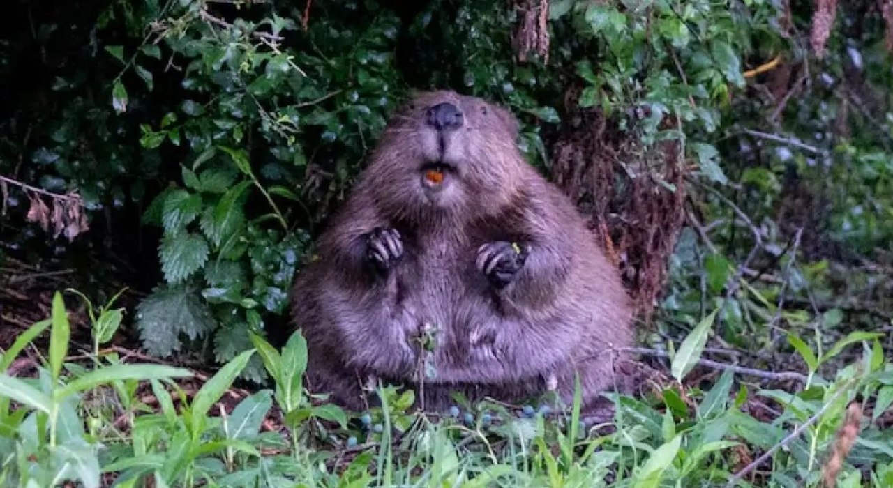 Bloody hell, it’s a beaver, innit!