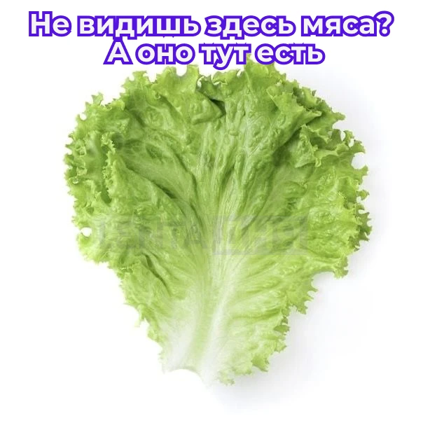 Британские учёные вырастили салат с генами свиньи для мясного вкуса