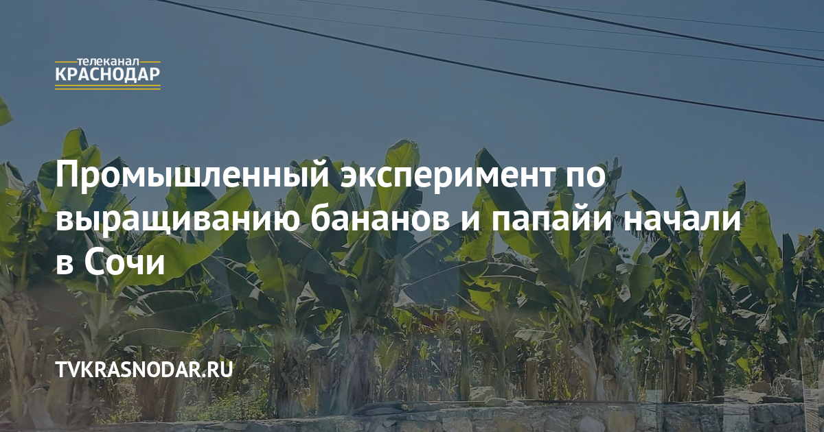 В Сочи собрали первый урожай бананов, папайи и питахайи из отечественных теплиц