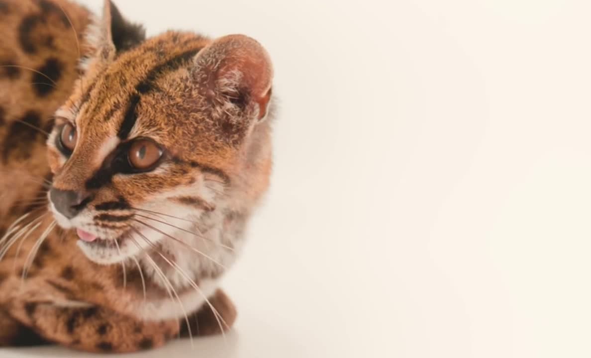 Учёные описали новый вид дикой кошки — Leopardus tilcayo (тилкайо).