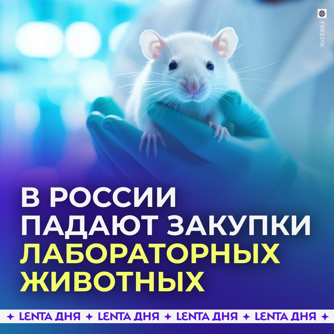 ? Российские учёные всё меньше используют лабораторных животных.

В научных учреждениях сокращается